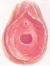 Amho1 500 x 803 240 x 320
